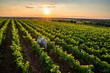 © jackfrog - Top view. Winegrowers using a tablet, in their vines at sunset.