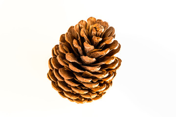 large pine cone on white background isolated on white background, concept of preparing for Christmas and new year 2019, decorate Christmas tree, waiting for winter and change of season