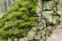 Birch Tree Trunk Covered With Moss