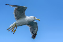Single Seagull Flying In A Sky As A Background