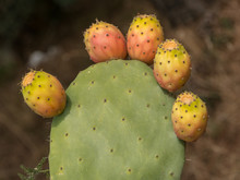 Prickly Pear Cactus Close Up With Fruit