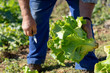 © jujopeto - Farmer picking a fresh lettuce from the orchard