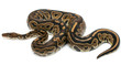 © Mike - ball python snake reptile on white