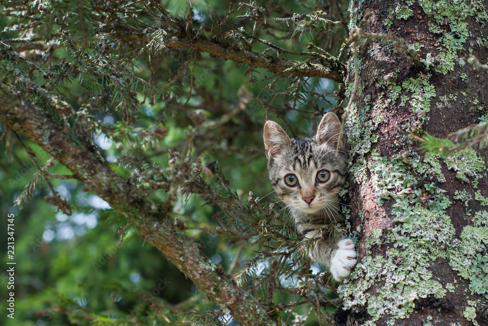 Cute cat is lying on the tree ,Little kitten on a branch ,Cute pets ...