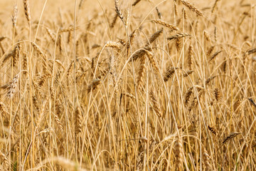 wheat field ready for harvest