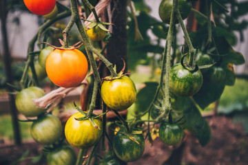 Wall Mural - Agriculture and farming - cherry tomatoes on a branch