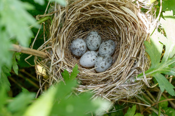 Acrocephalus palustris. The nest of the Marsh Warbler in nature.