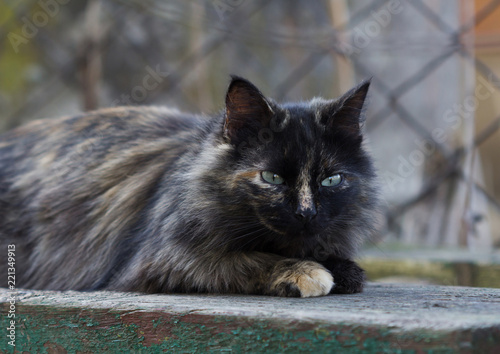 Rural Gray Cat With Blue Eyes On The Bench Buy This Stock Photo