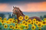 Fototapeta Konie - Red stallion in bridle portrait in sunflowers