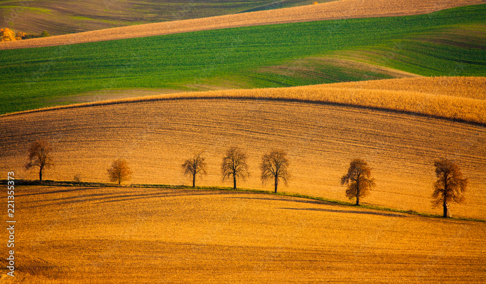 Słynna aleja drzew kasztanowych na południu republiki czeskiej, region morawy. Złote kolory jesieni. Zachodzące słońce rzuca cień na drzewa rosnące na polach uprawnych. - obrazy, fototapety, plakaty 