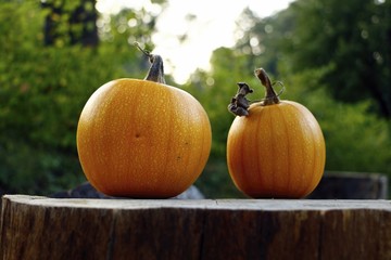 Two pumpkins placed on stump