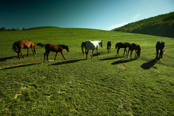 Horses outdoor in ranch at beauty landscape