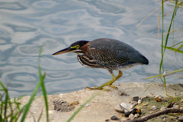 Green Heron