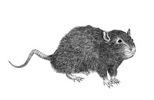 Monochrome Hand Drawn Illustration Of A Rat Standing On Four Legs Isolated On White Background