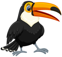 A Toucan On White Backgroud