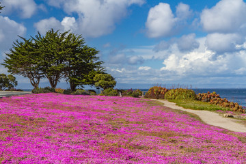 Brilliant Pink Ice plant Ground Cover Among Monterey Cypress Trees Along a Path in Pacific Grove, California