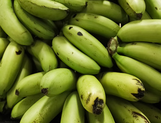 Clusters and bunch of green bananas. Delicious tropical fruit.