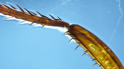 Detailed Microscopic Footage of insect wings
