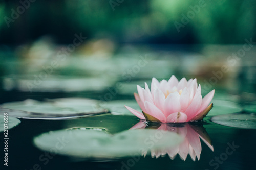 beautiful lotus flower on the water after rain in garden. Принти на полотні
