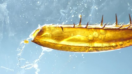 Detailed Microscopic Footage of insect wings