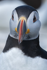 Poster - Atlantic Puffin, Machias Seal Island