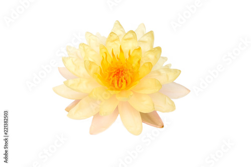 Lotus lotus white backdrop