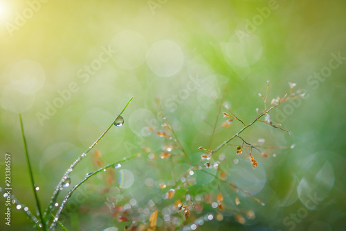 Water drop on grass, bokeh And the sun after the rain.