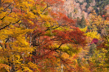 Wall Mural - beautiful autumn forest