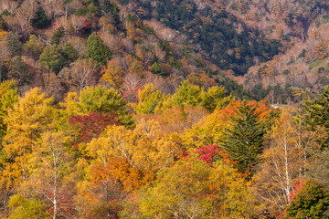 Wall Mural - mountain forest in autumn