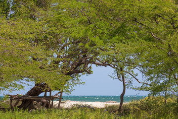 Lovely green trees at the beach at Jackson Bay