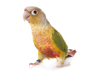 Sticker - Green-cheeked parakeet in studio