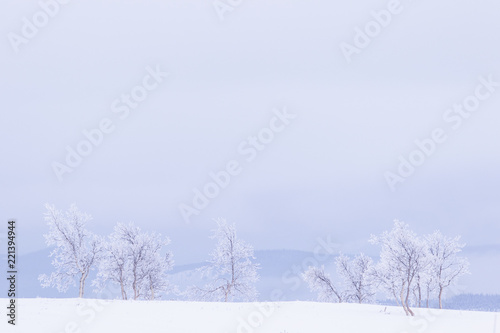 Fotografia, Obraz Snow and frost covered trees in a white landscape in Norway