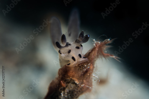 Photo  Thecacera sp Nudibranch