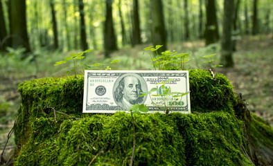 American dollars in the woods