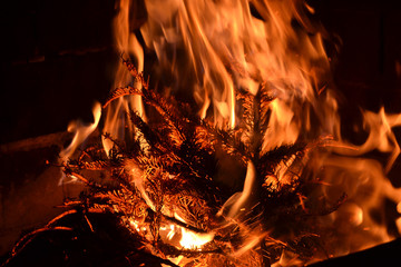 Christmas tree in fire. fir tree burning.