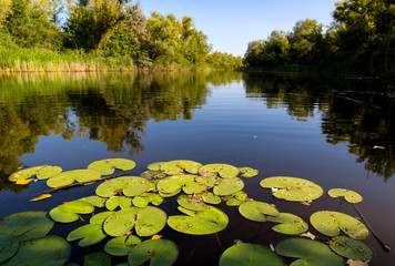 lily leafs on lake water surface