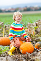 adorable little kid boy picking pumpkins on halloween pumpkin patch. child playing in field of squas