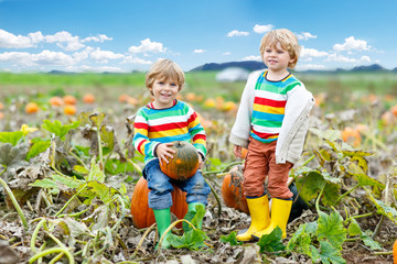 Two little kids boys picking pumpkins on Halloween pumpkin patch. Children playing in field of squash. Kids pick ripe vegetables on a farm in Thanksgiving holiday season. Family having fun in autumn