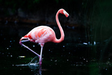 Beautiful Flamingo In Pond