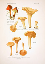 Illustration Of Mushrooms