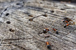 Macro photo of ants over the logs