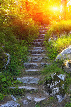 Old Stone Stairway In Forest