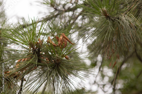 Pine Tree With Morning Dew On The Twig Abstract Natural