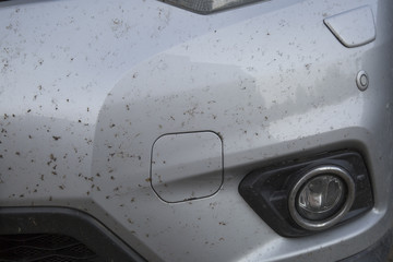 insects on the bumper car