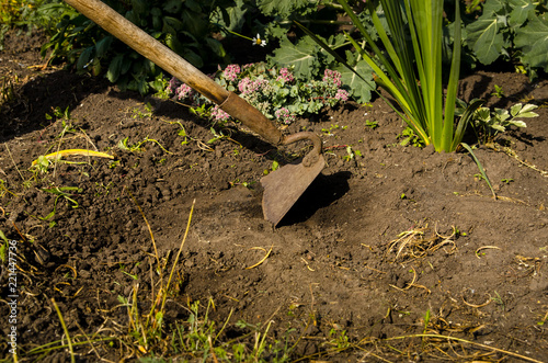 Fotografie, Obraz The a man frees a garden of weeds with a hoe