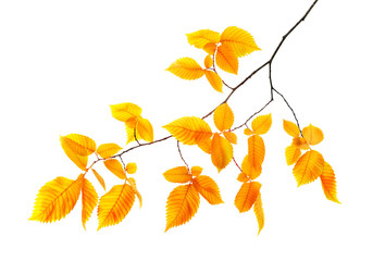 orange autumn branch isolated