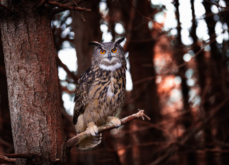 Fototapete - Eurasian Eagle Owl