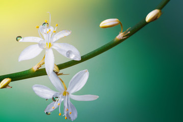 Wall Mural - beautiful dew drops on blossoming flowers