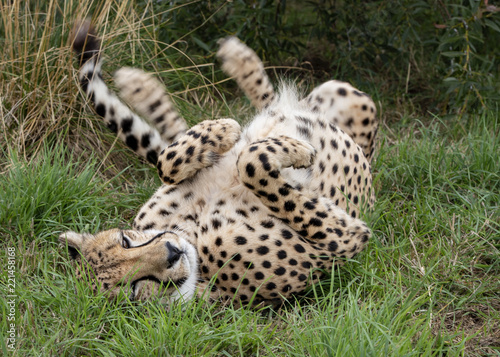 Fotografie, Obraz Cheetah in captivity. taking playful roll after a meal