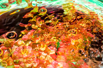 Water plants in the aquarium bubbles transparent for a background brightly colored